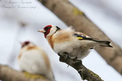 Седоголовый щегол (Carduelis caniceps) | BirdWatch.by