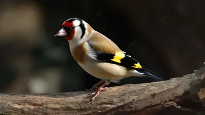 Голоса птиц Как поёт Щегол Carduelis carduelis - YouTube