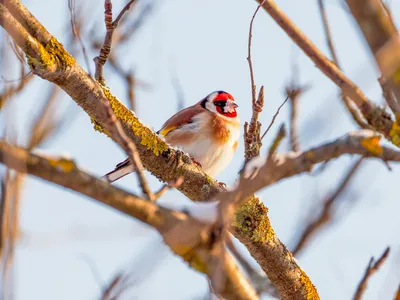 Черноголовый, или Обыкновенный щегол (лат. Carduelis carduelis) | Пикабу