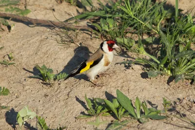 Щегол (лат. Carduelis) — Фото №106760