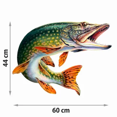 Морская щука - описание, фото и особенности | Fishmania 2023