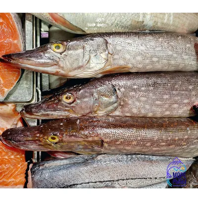 Щука - речная царица - Fishmarket - супермаркет рыбы