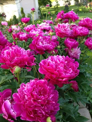 Шикарные розы стоковое фото. изображение насчитывающей подарок - 122364074