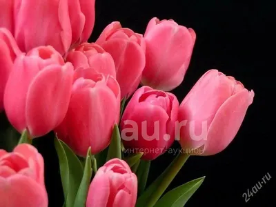 Пионовидные тюльпаны - 69 фото
