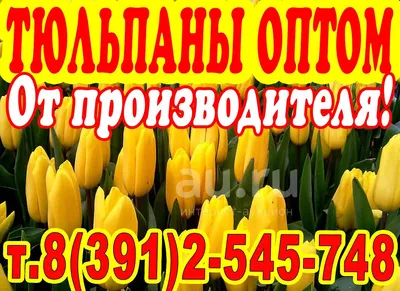 51 тюльпан - бело-розовый микс | купить недорого | доставка по Москве и  области | Roza4u.ru