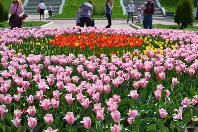 Шикарный букет тюльпанов , perfect bouquet tulips | Цветы, Тюльпаны,  Бумажные бабочки