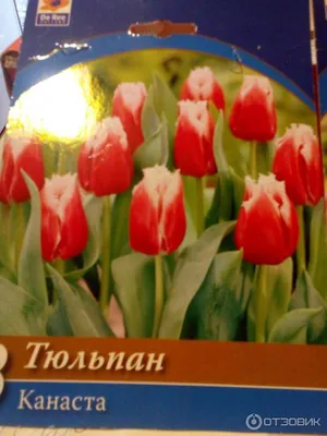 заказать букет тюльпанов москва с доставкой