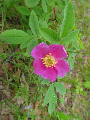 Шиповник/роза морщинистая (Rósa rugósa)