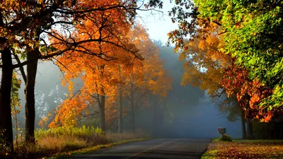 Картинки деревья, дороги, листья, небо, осень, природа, туман,  широкоформатные - обои 1600x900, картинка №134814