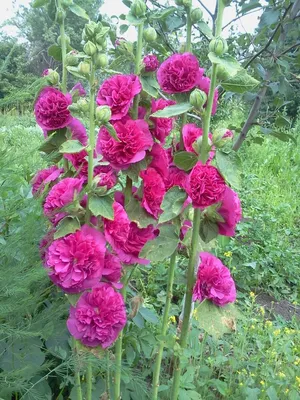 Корневище Шток-розы Черная (Alcea Rosea Nigra)