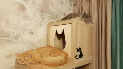 Тюль с изображением животного, кошки, кто там, для спальни, тюль, украшение  для дома, прозрачные шторы для гостиной, шифоновые занавески с принтом |  AliExpress