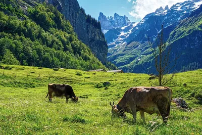 Типичная швейцарская деревня между горами Бернская Швейцария Стоковое  Изображение - изображение насчитывающей гора, напольно: 159875049