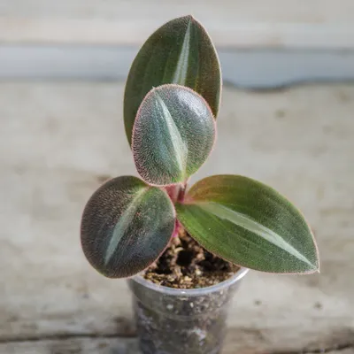 Фото Сидерасиса: растение, которое преобразит вашу квартиру