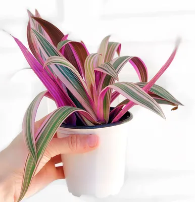 Фото Сидерасиса: растение, которое украсит вашу комнату