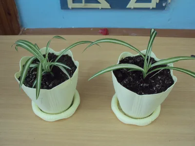Сидерасис: как вырастить это растение в домашних условиях
