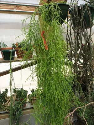 Сидерасис: как вырастить это растение без проблем