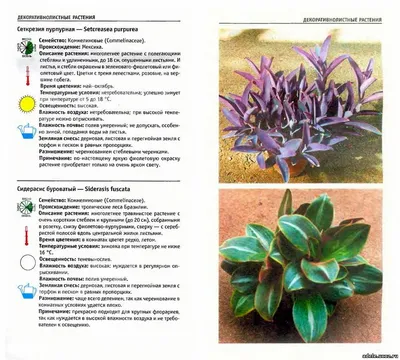 Сидерасис: как сделать этот растение частью своего интерьера