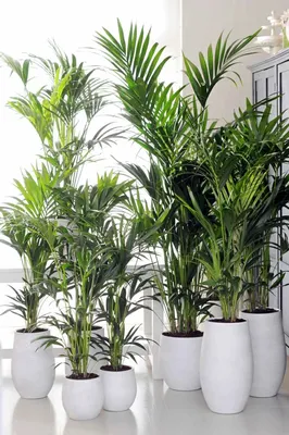 Сидерасис: красивое изображение этого растения для вашего дома