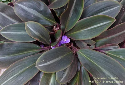 Сидерасис: фотография этого растения, которая покажет его красоту