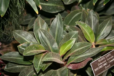Оживите дом свежими зелеными листьями Сидерасиса: фото