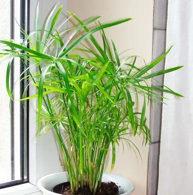 Сидерасис: как ухаживать за этим растением, чтобы оно всегда выглядело свежим и зеленым