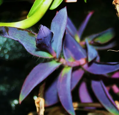 Сидерасис: фото этого растения, которое вы можете использовать для вдохновения