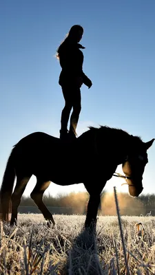 Векторный рисунок чёрный силуэт лошади Stock Vector | Adobe Stock