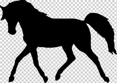 силуэт лошади в черном и белом PNG , лошадь клипарт черно белый, все тело,  Силуэт PNG картинки и пнг рисунок для бесплатной загрузки
