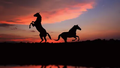 Черный силуэт лошади, дикое или домашнее животное, бегущее с головой,  смотрит назад, мультяшный дизайн, плоская векторная иллюстрация, выделенная  на белом фоне вектор | Премиум векторы