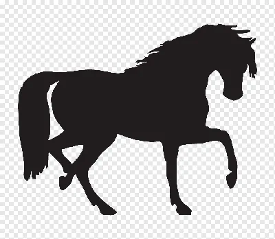 Постоянный Лошадь Силуэт, лошадь, лицо, животные, фотография png | Klipartz