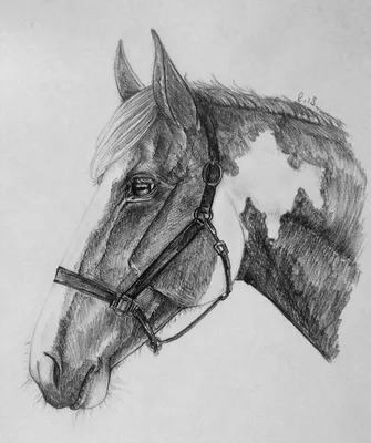 Аравийская лошадь Силуэт, Силуэт, лошадь, млекопитающее, животные png |  PNGWing
