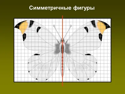 Симметричные картинки - 74 фото