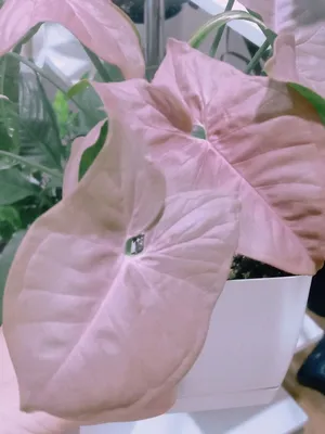 Изображение Сингониума: растение, которое превращает вашу комнату в оазис