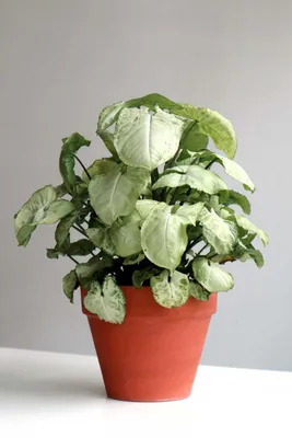 Фото Сингониума: растение, которое оберегает ваш дом