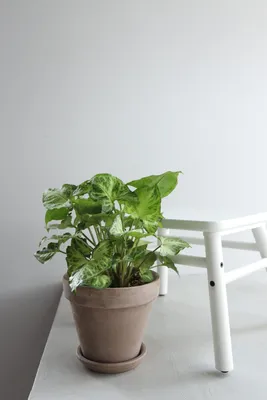 Фото Сингониума: растение, которое превращает ваш дом в сказочный лес