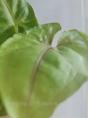 Комнатное растение Сингониум на фото