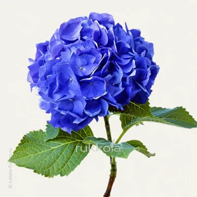 Обои светящиеся синие цветы, цветок, синий, растение, лазурный на телефон  Android, 1080x1920 картинки и фото бесплатно