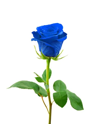 Доставка синие розы по Караганде - Арт-букет