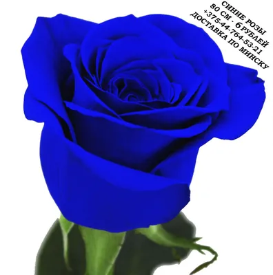 Flowerhouse.kg - В наличии синие розы | Facebook
