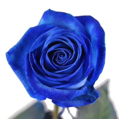 Синие розы в коробке с золотой за 4 790 руб. | Бесплатная доставка цветов  по Москве