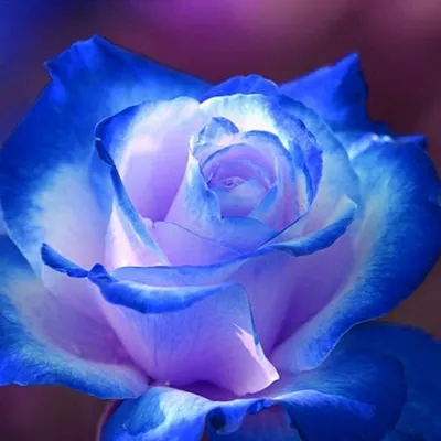 Синие розы в белой коробке в виде сердца купить с доставкой в Москве |  Заказать букет цветов недорого