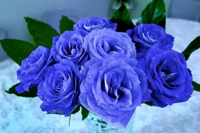 Прекрасный букет из синих роз онлайн с доставкой в Чехии