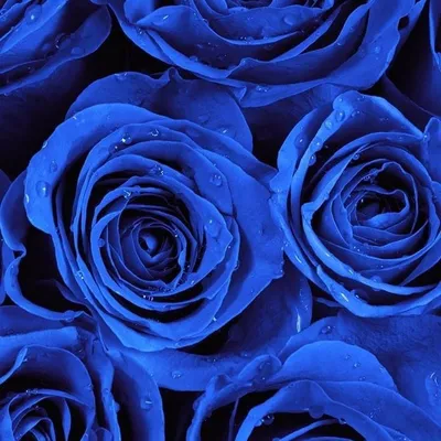 Бело-синие розы в коробке - 29 шт за 7 590 руб. | Бесплатная доставка  цветов по Москве