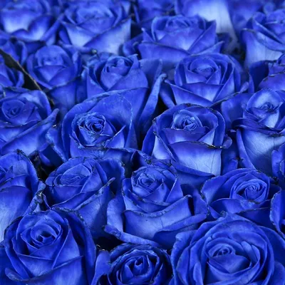 Синие розы 6-178 фотообои на флизелиновой основе 0 руб Новосибирск Фотообои  4 полосы Фотообои на флизелине - Магазин «Дом обоев» Московской Обойной  Фабрики