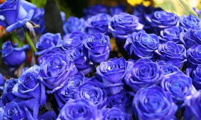Купить 23 синие розы в крафте в Казани