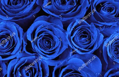 Синие розы купить с доставкой в Челябинске, заказать букет синих роз