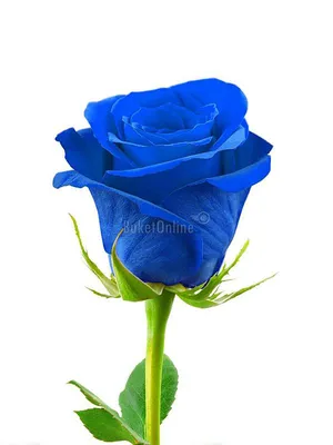 Статьи » Как выращивают синие розы