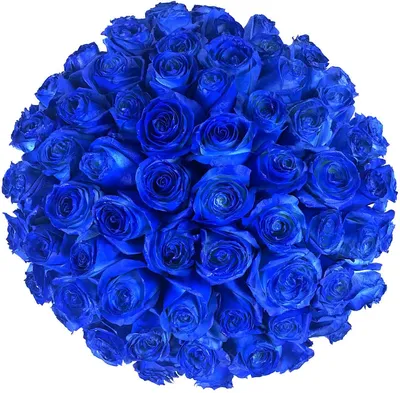 Купить фотообои Синие розы на Wall-photo.ru - интернет магазин фотообоев.  Недорогие фотообои на заказ