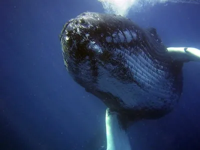 Синий кит в океане выпрыгивает из …» — создано в Шедевруме