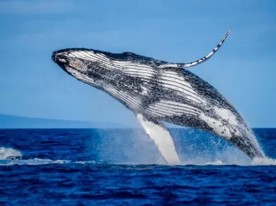 Куратор «Синего кита» арестован в Челябинской области – Происшествия –  Коммерсантъ